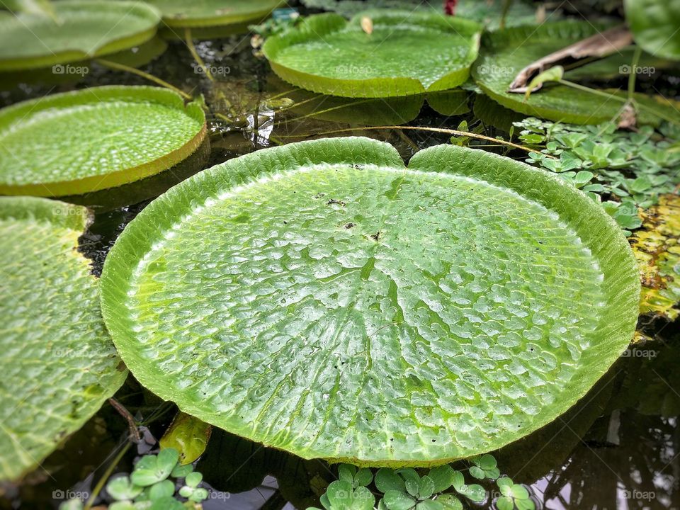 Victoria Cruziana waterlily