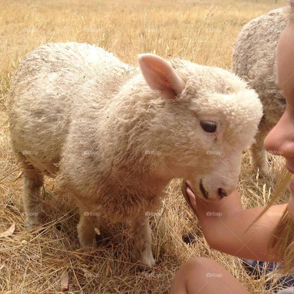 Sheep being friendly 