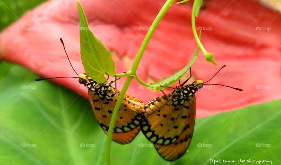 wildlife photography