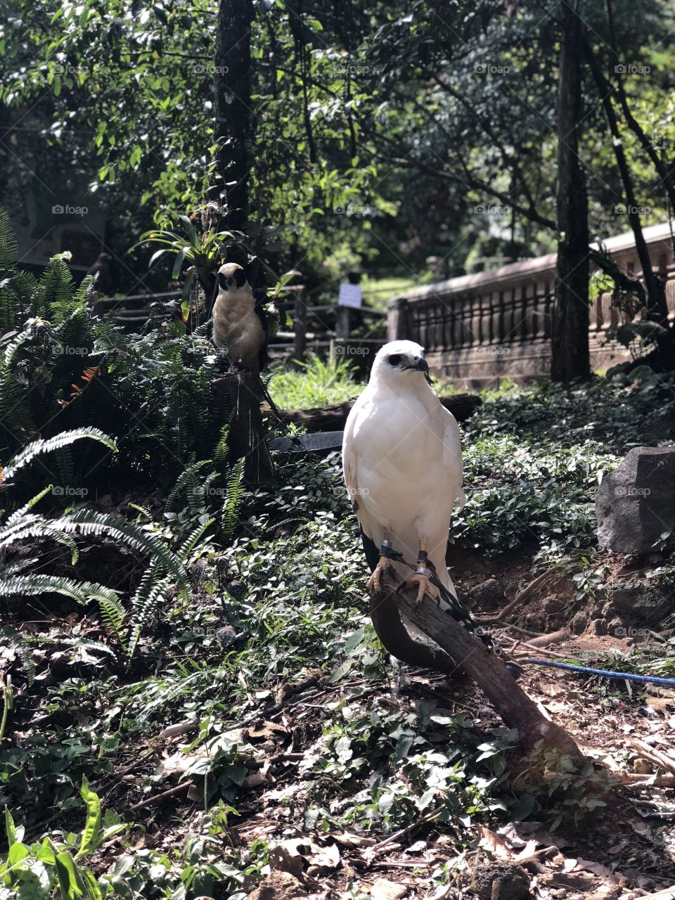 Hawk Eye. While hiking in Macuiltépetl in Jalapa Mexico I came across a small museum and that’s where I spotted this Snow Falcon. In the background you can spot a white Owl.