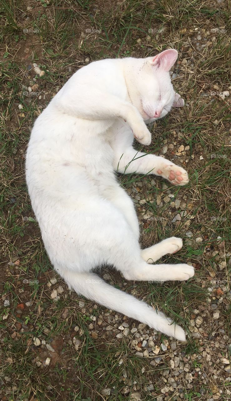 🇧🇷A alegria do gato que está dormindo muito feliz! Esse sono parece tão divertido... / 🇺🇸The joy of the sleeping cat very happy! This sleep sounds so much fun ...