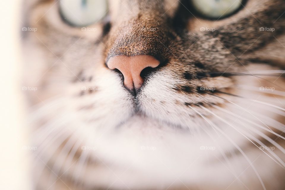 Macro cats nose. 