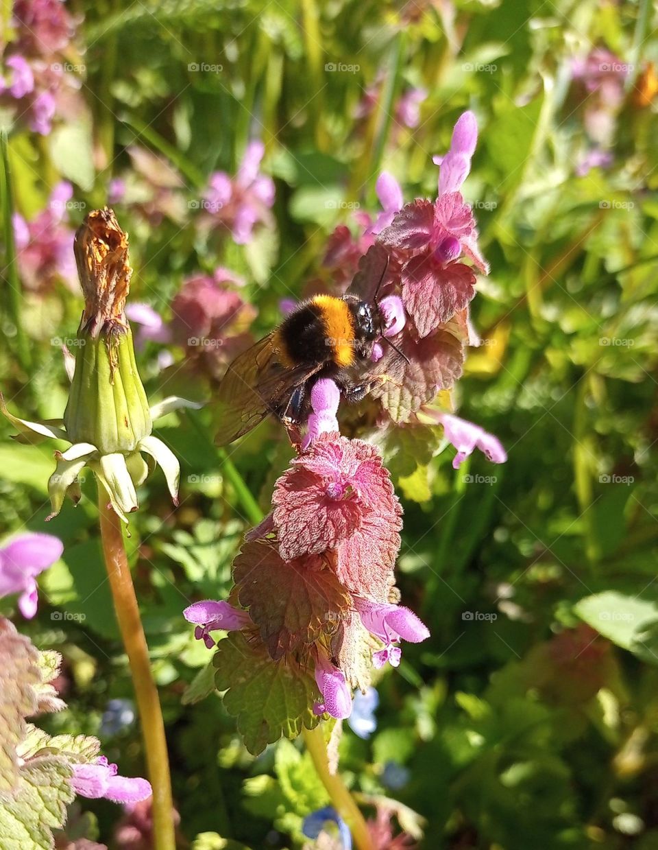 Plant plants to celebrite a earth day