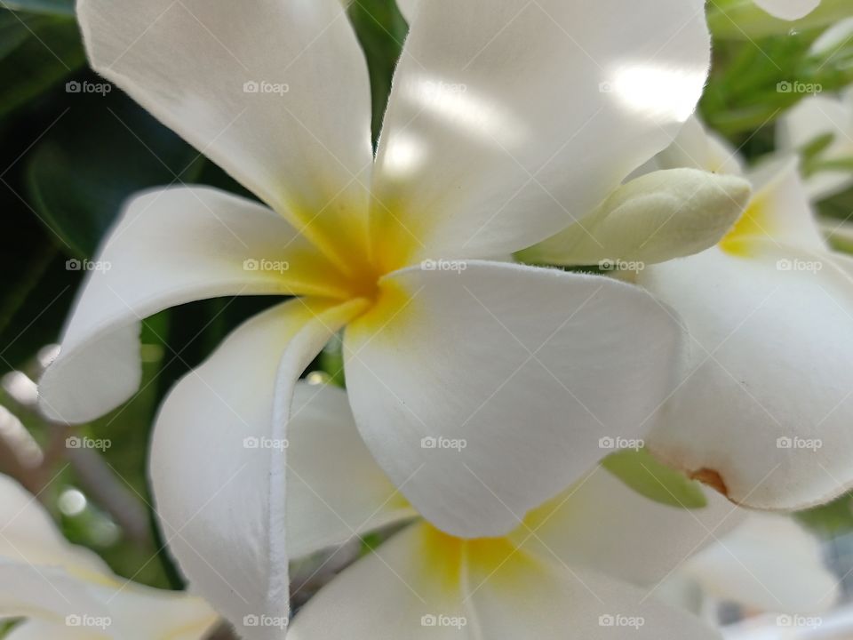 Beautiful Plumeria Flower