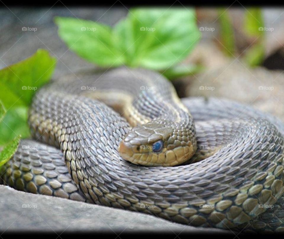 Beautiful snake 