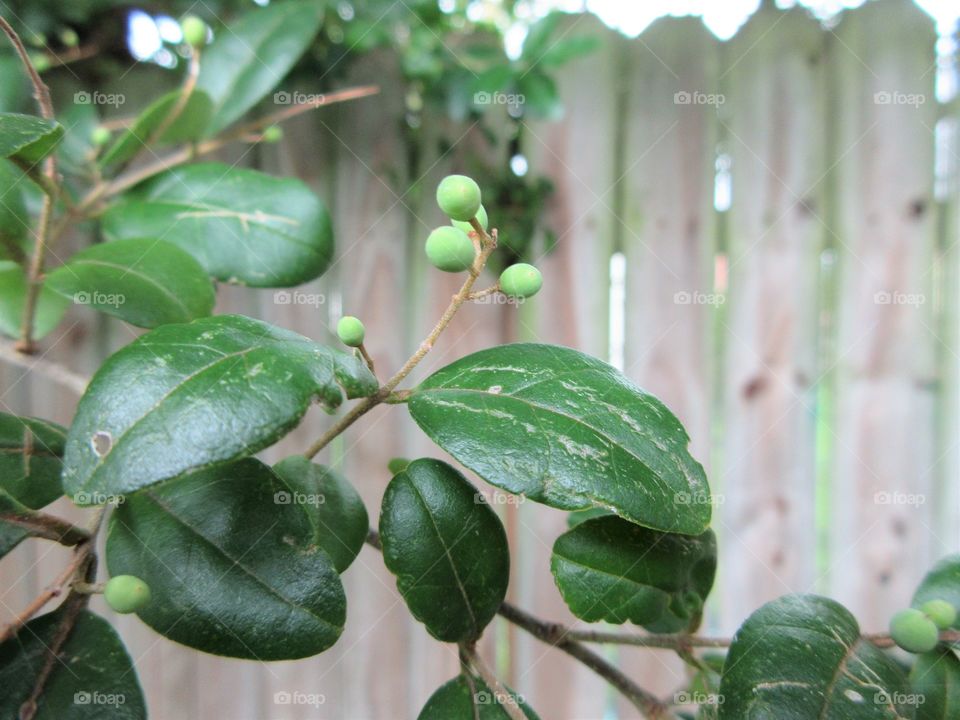 fruit on a branch