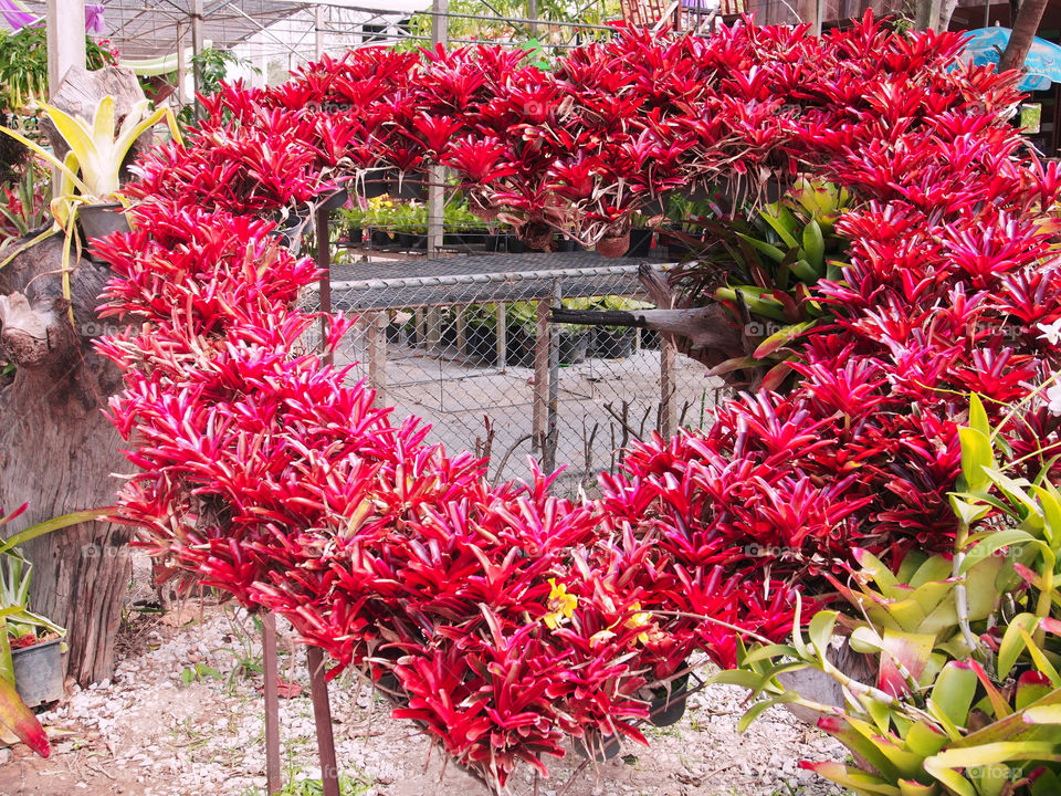Red plants decoration in heart shape