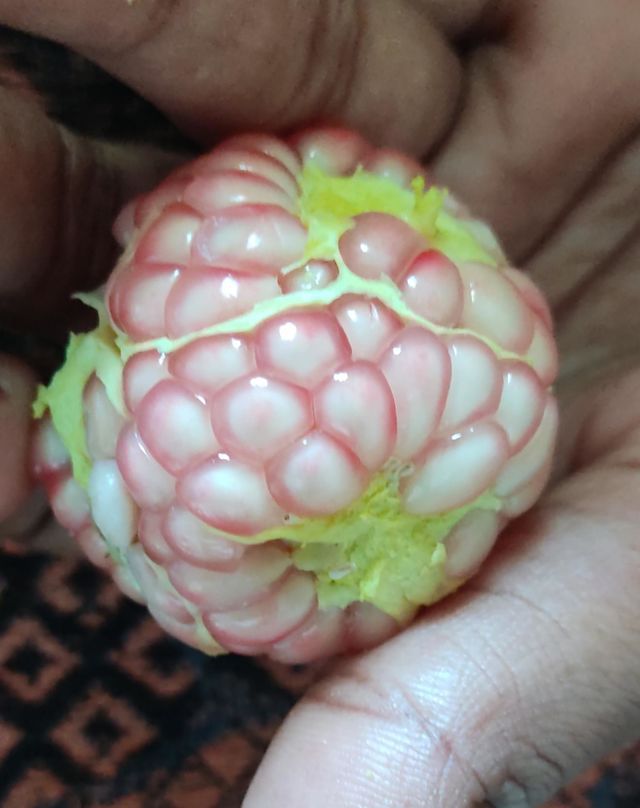 fruit