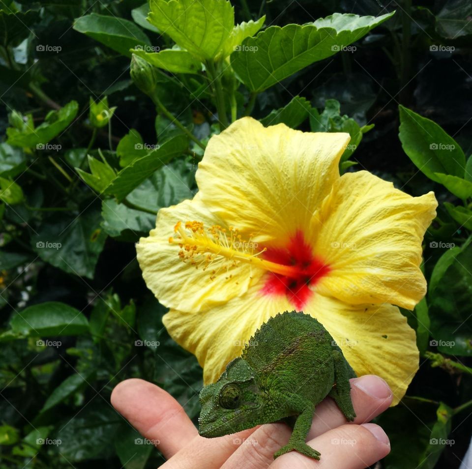 Chameleon. Chameleon