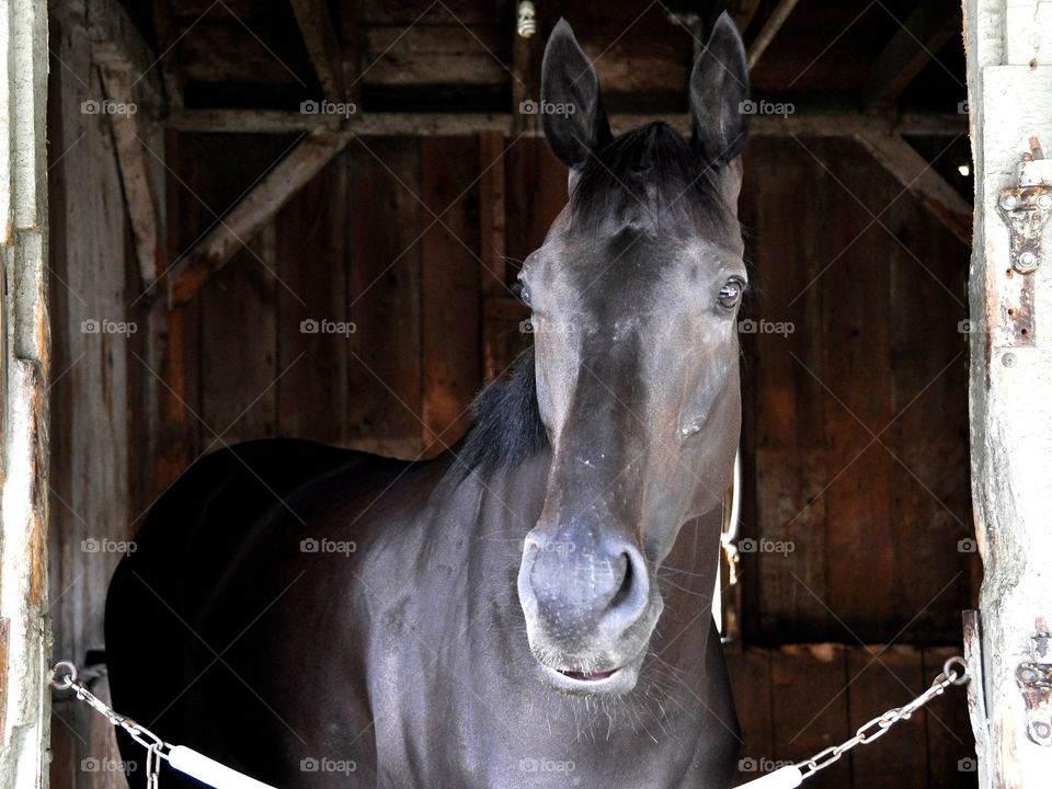 Trick Phone. Trick Phone, a black 2yr-old colt waiting in his stall before his first career start at Saratoga.
zazzle.com/Fleetphoto