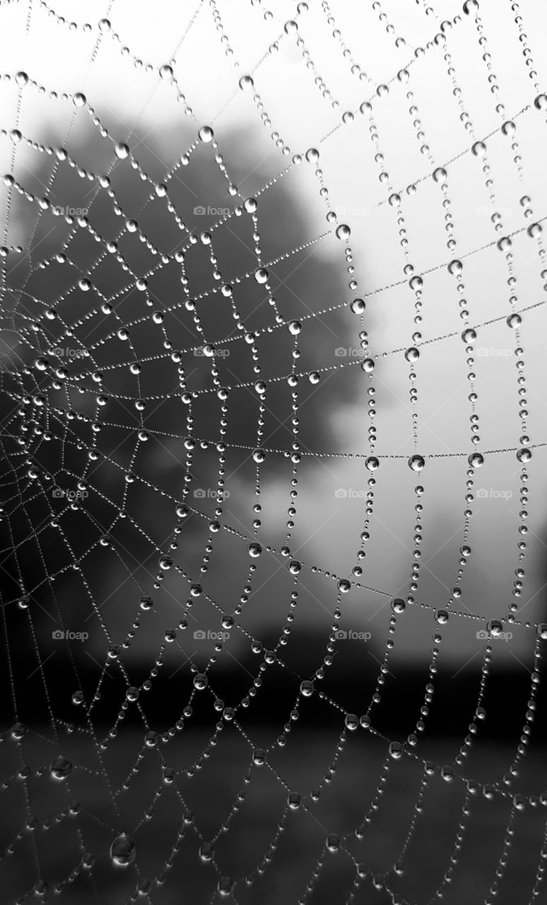 Spiderweb on a dark grey morning