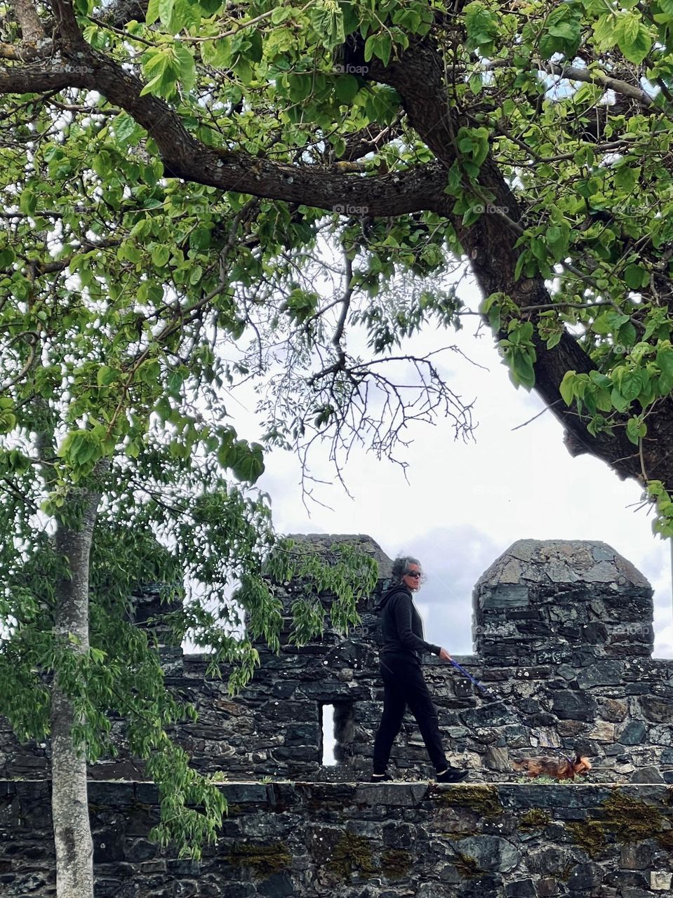 Walking dog on the castle wall 