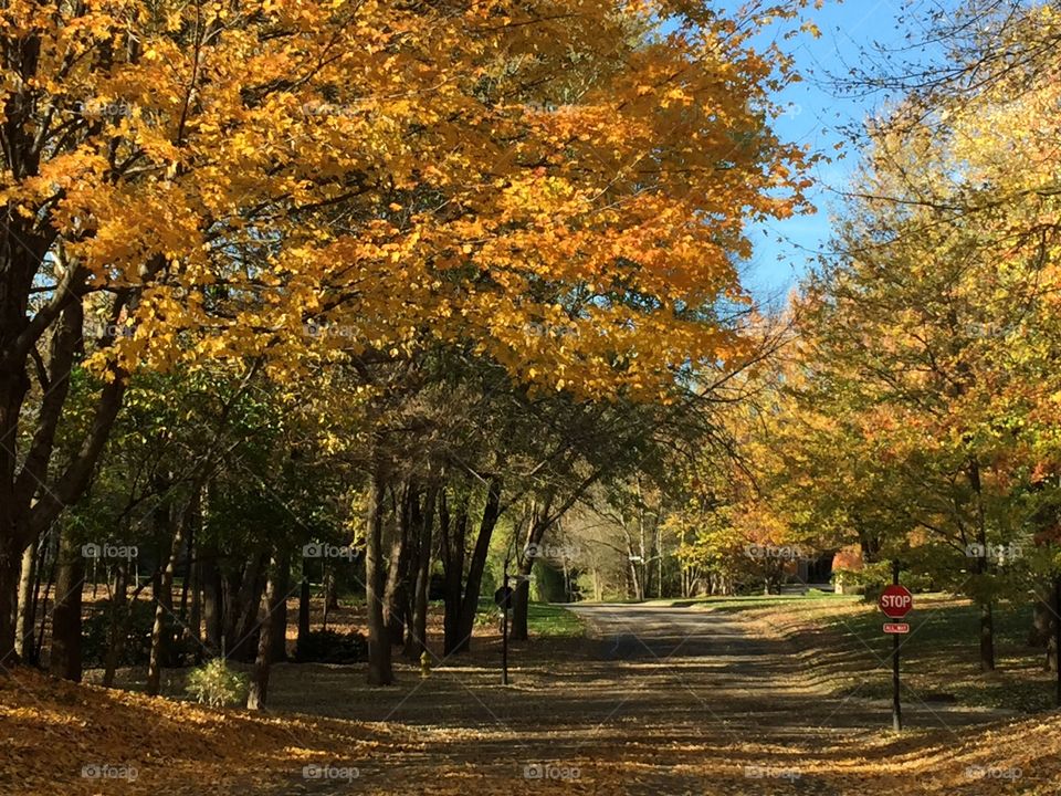 Fall, Leaf, Tree, Maple, Park