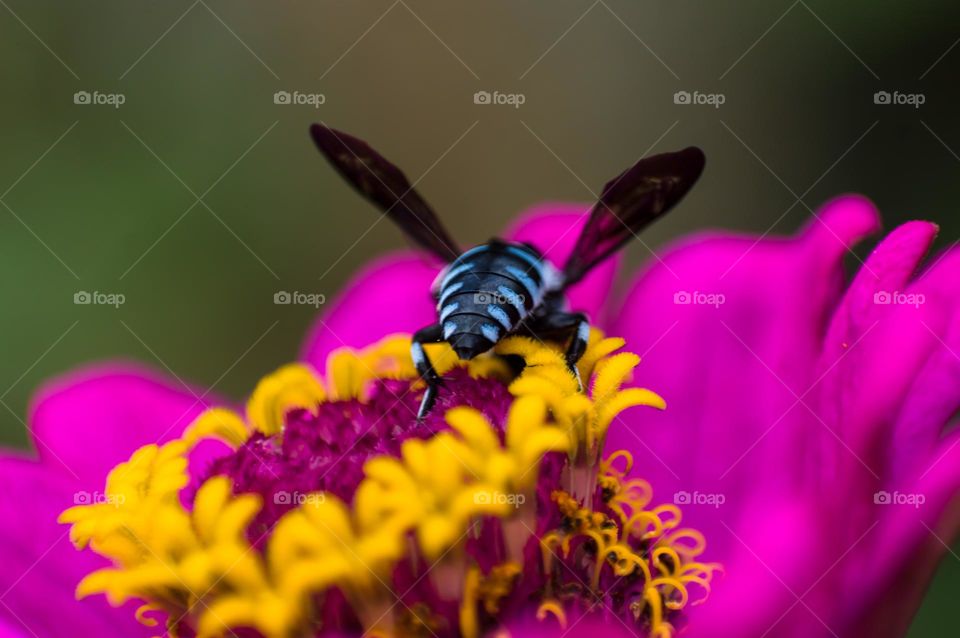 Close up of tiny fly on a beautiful pink zinnia flower.