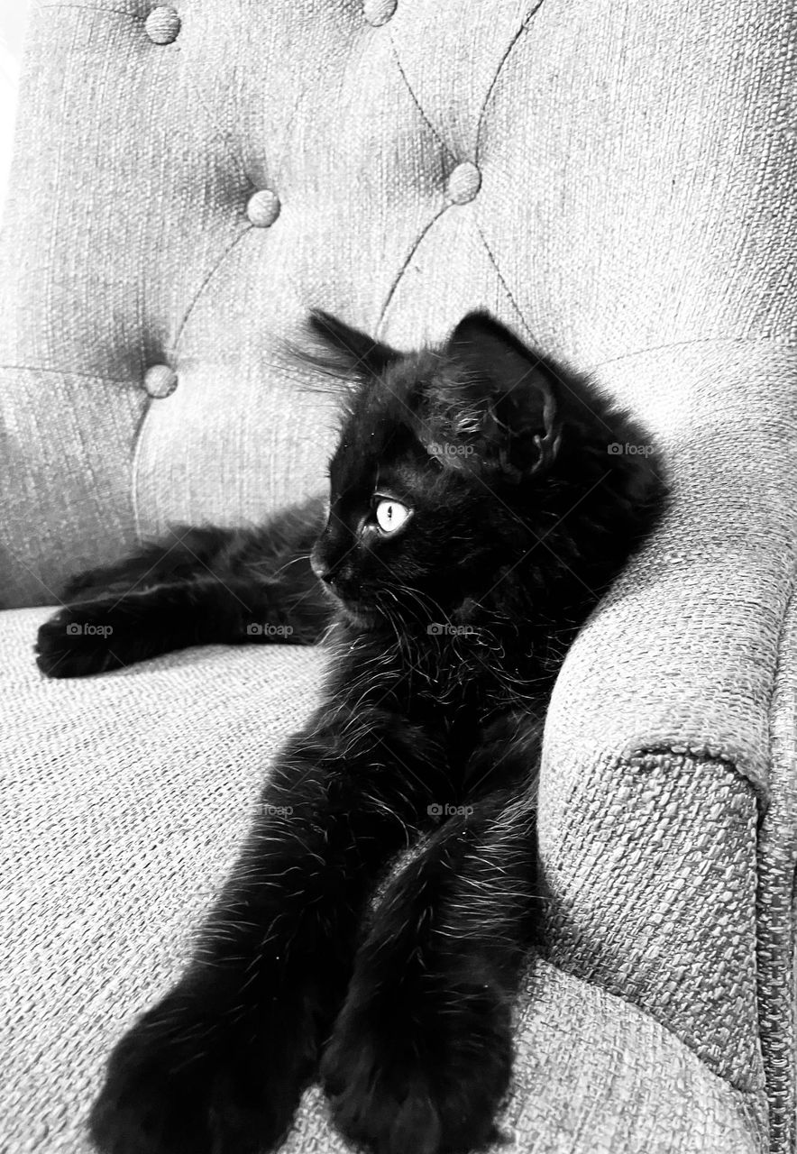 My beautiful, sleek black kitten. Gorgeous and serene looking out at the garden on a sunny afternoon. 