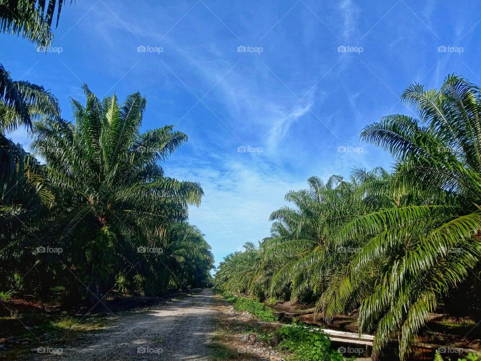 Oil Palm Plantations