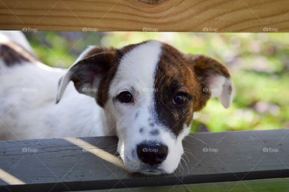 Portrait of dog near fence