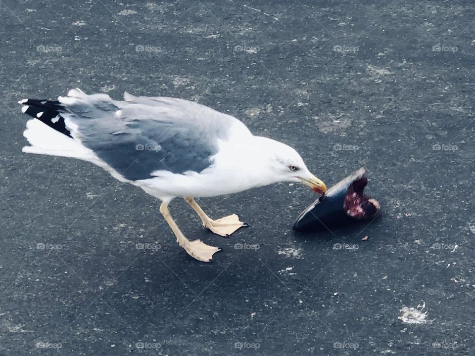 Beautiful seagull eating fishe