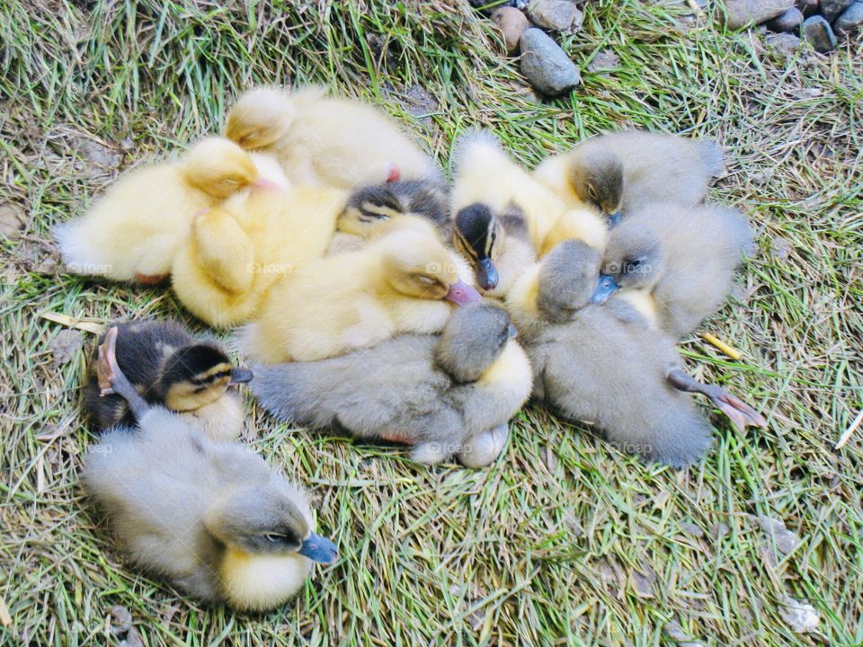 Darling group of baby ducklings all laying cuddled up together keeping warm on a grass bedding. 