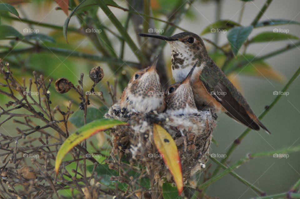 Mother hummingbird