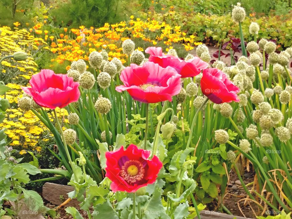 Outside flower garden