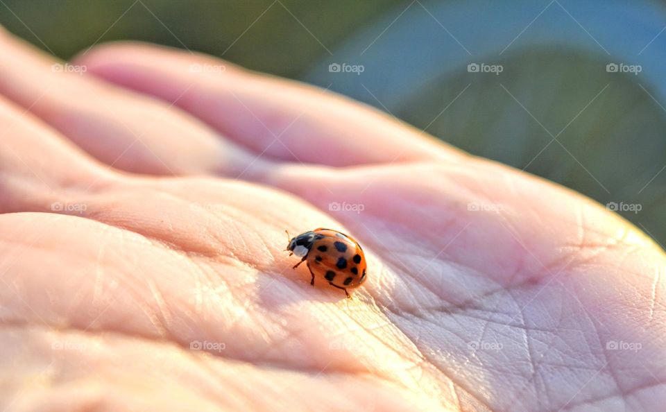 ladybug in the hand close up love spring time