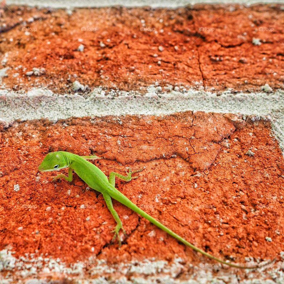 Green lizard on rock