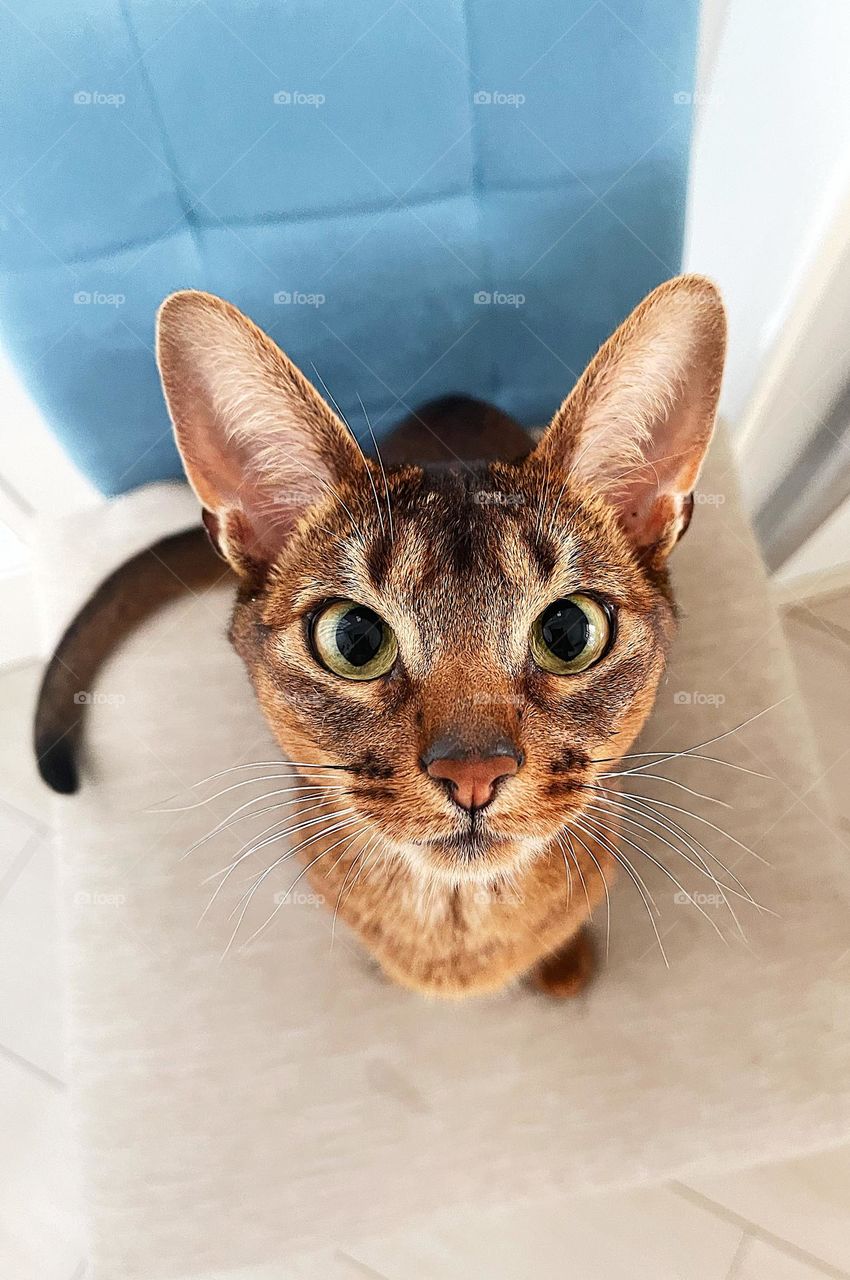 Curious ruddy Abyssinian kitten look into the camera 
