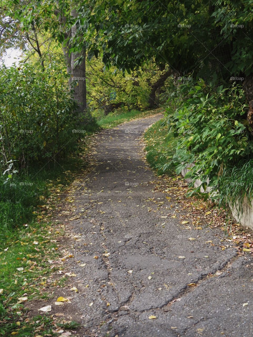 Up hill pathway with fallen leaves