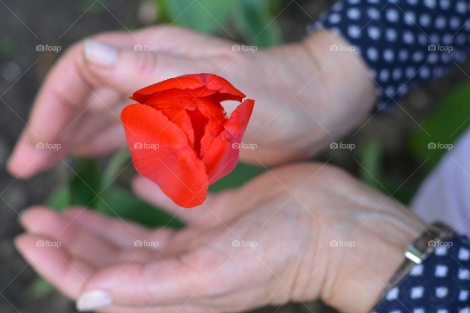 red flower tulip in hands gardening love