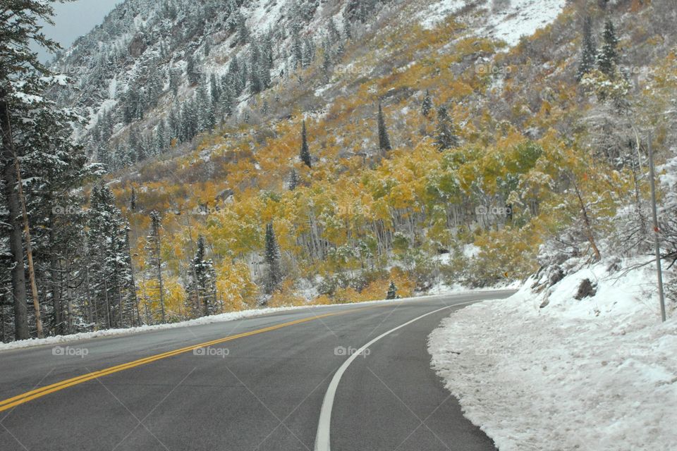 I'm a canyon road heading downward through the snowy adorns and evergreens in Utah