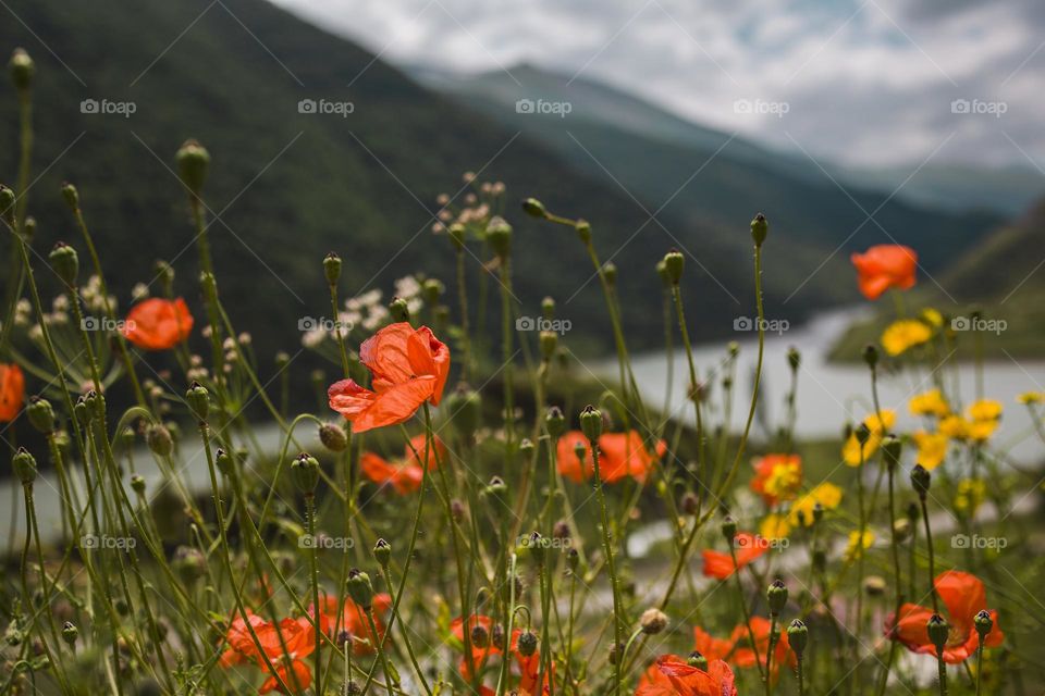 red poppies flowers blooming in a meadow with  peak mountain . wide angle view