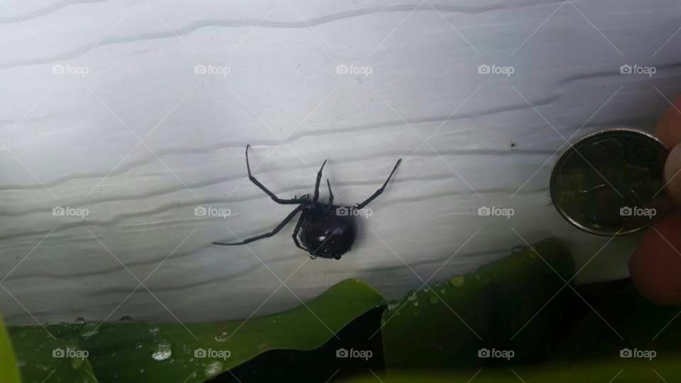 Big Black Widow Mama