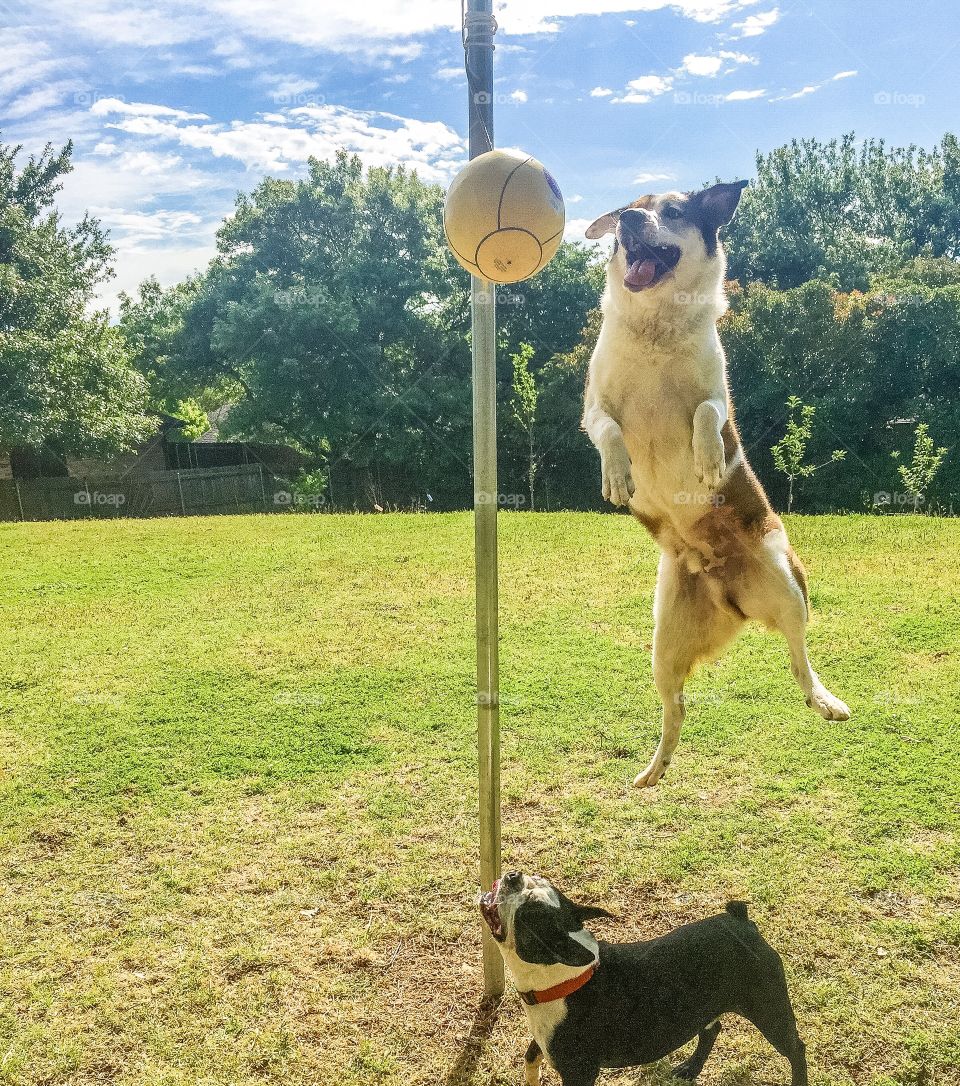 Dog Play
