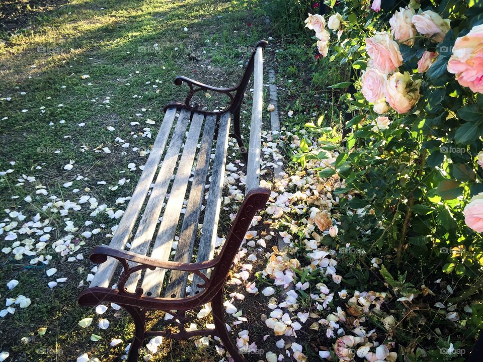 Pink rose petals fallen under a wooden bench in the garden