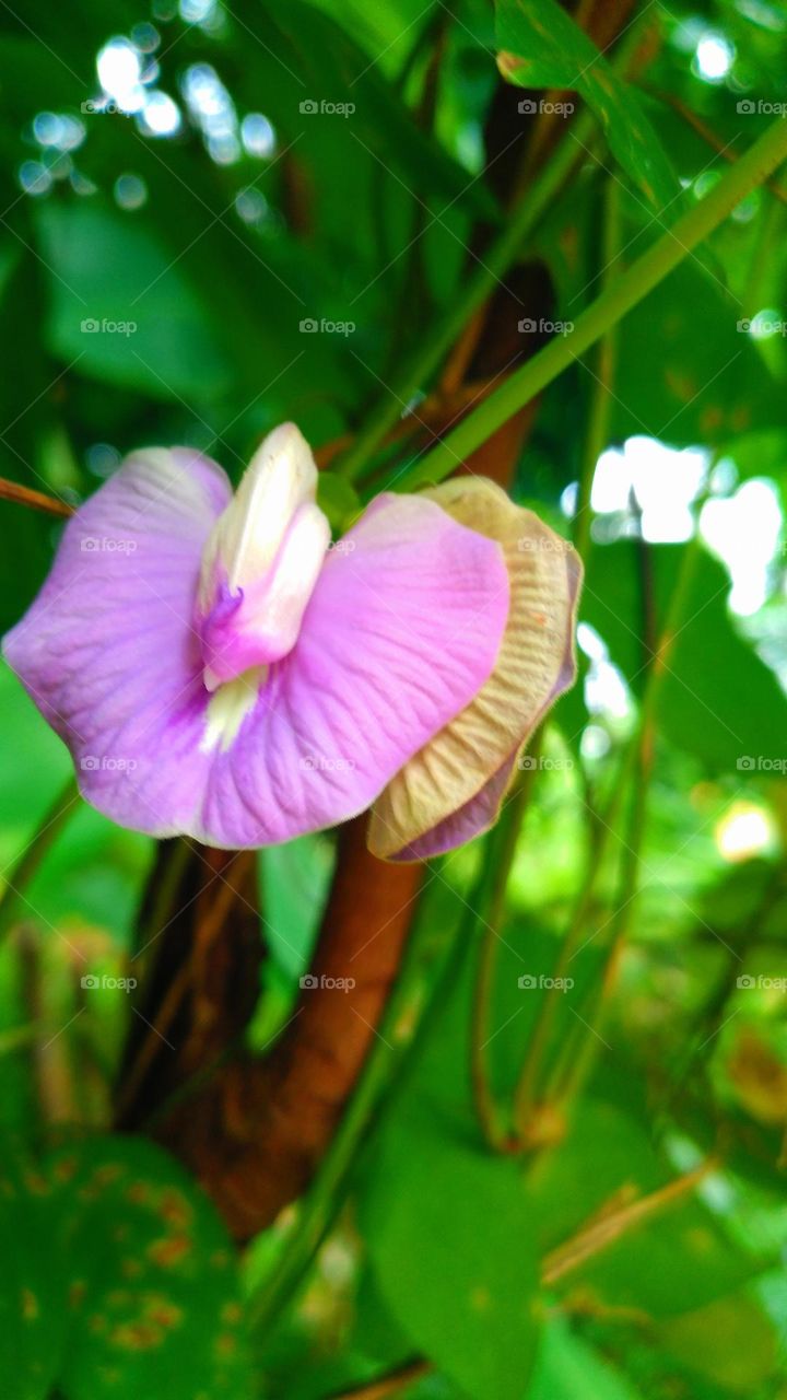 Centrosema virginianum plant grows wild in the plantation