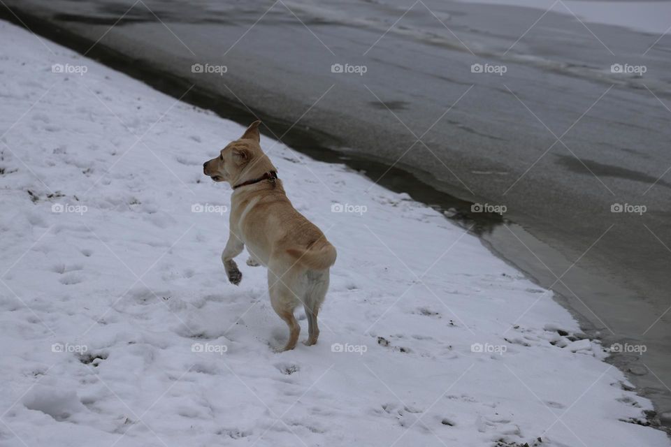 Dog running on the snow 