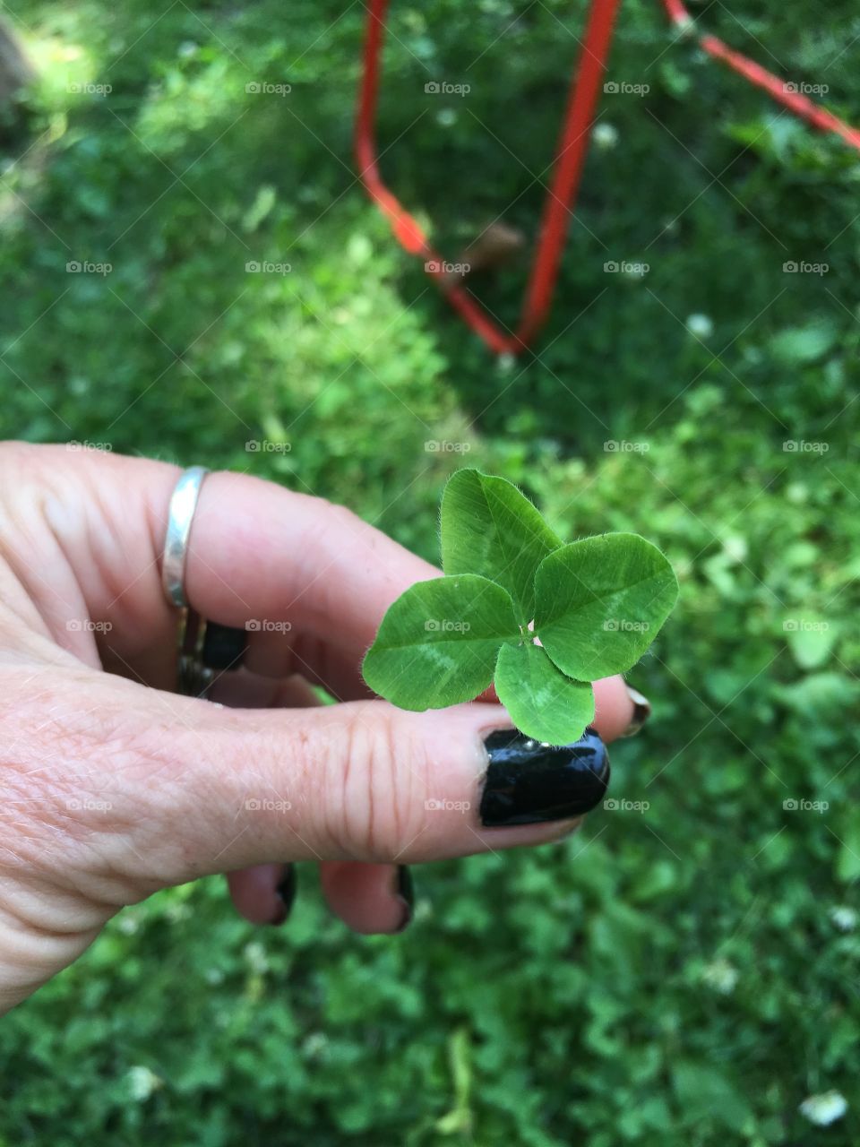 Four leaf clover