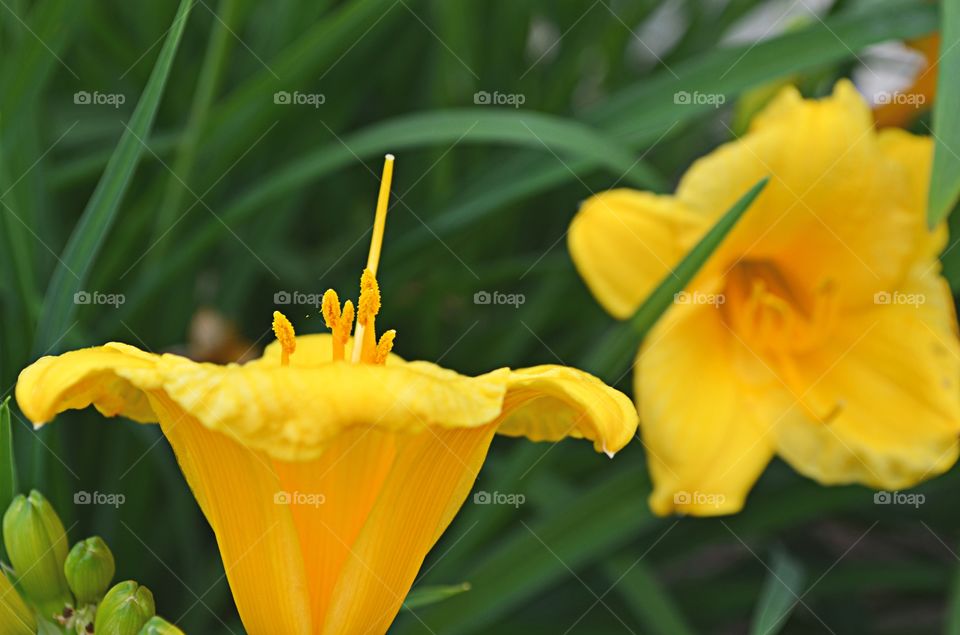 Daylilies - Yellow