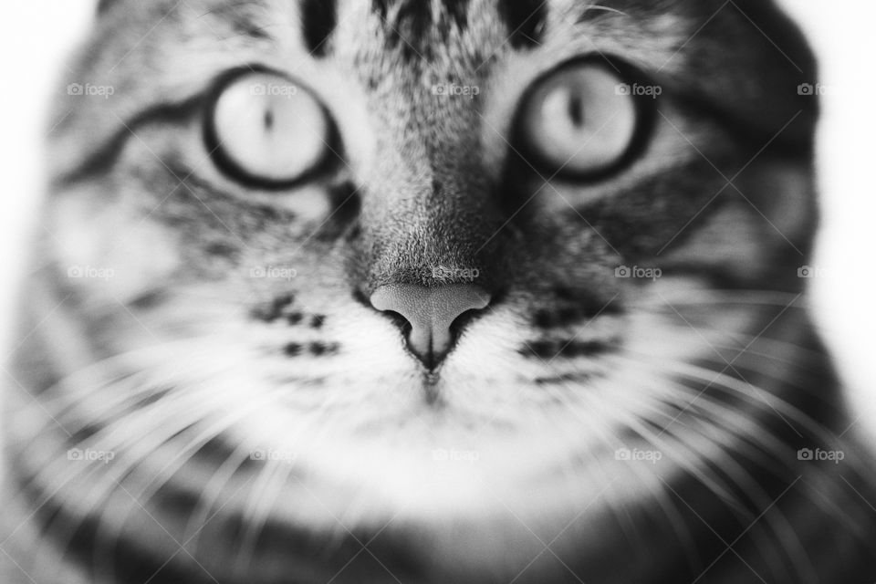 Cat portrait photography. Black and white photo 