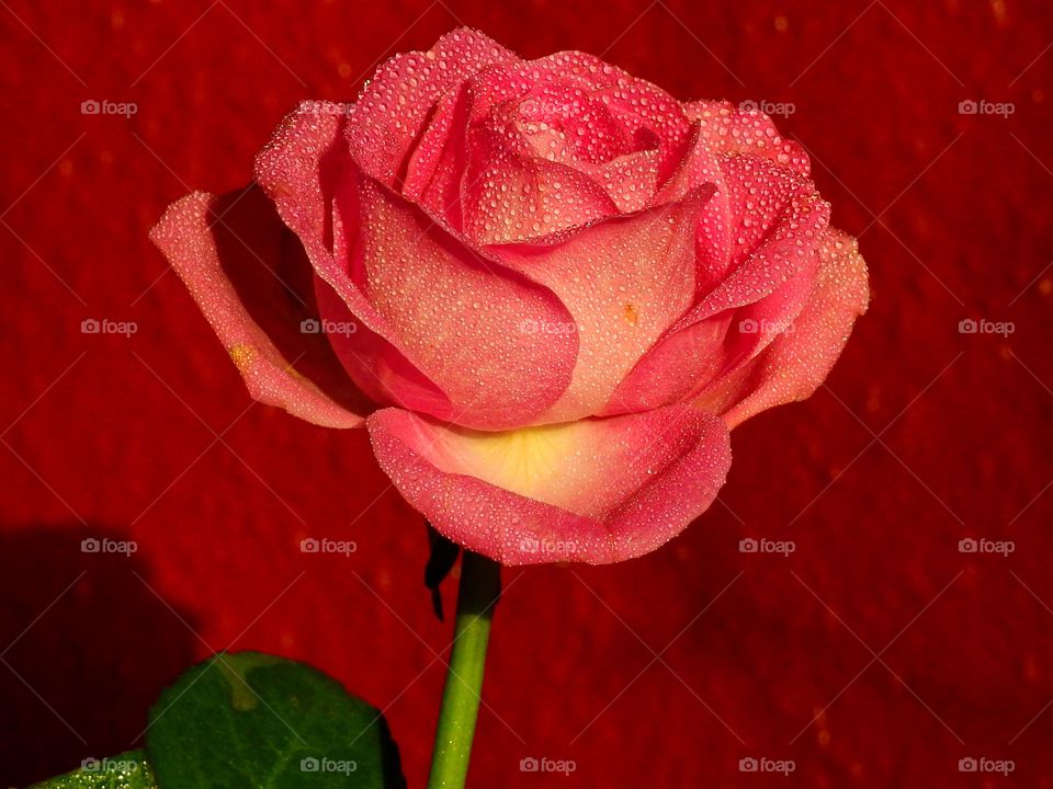 Rose by red wall