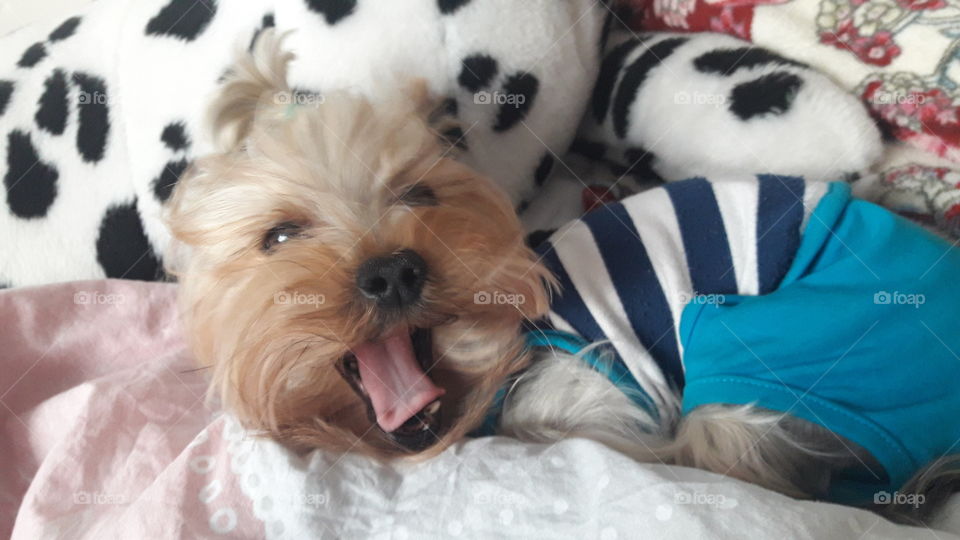 Yawning cute dog