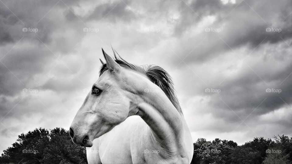 Gray horse standing under a cloud filled sky in black & white