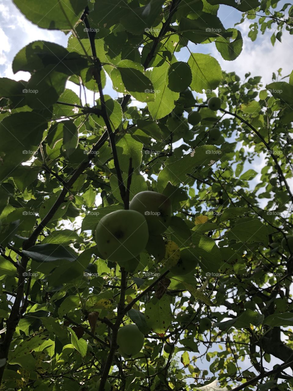 Tree bearing fruit