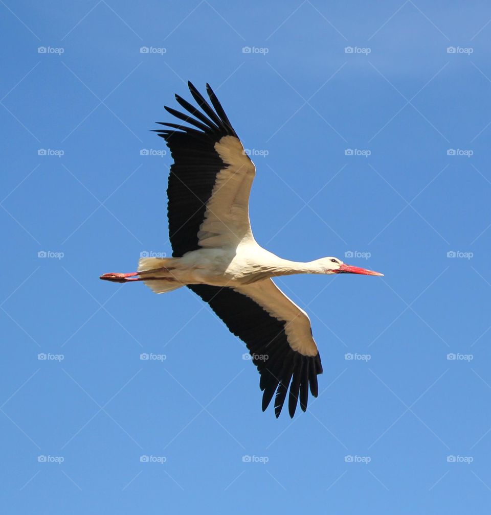 Flying stork