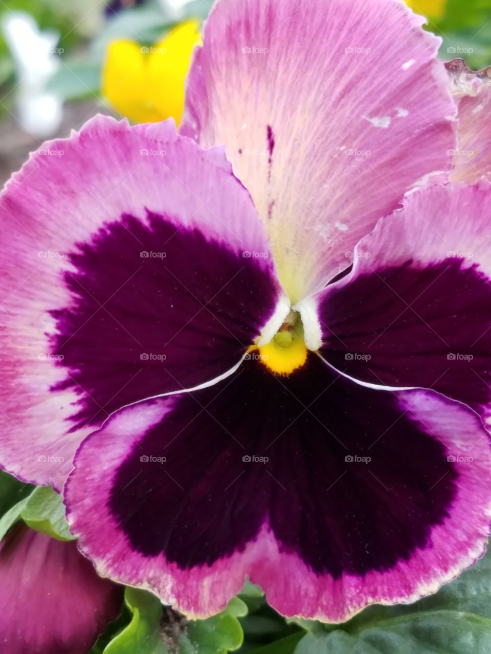 Pansy