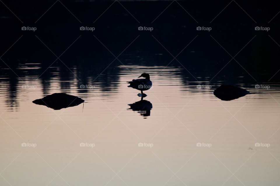 Silhouette of a Duck 