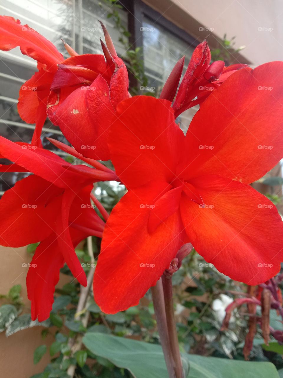 Red blooms for all