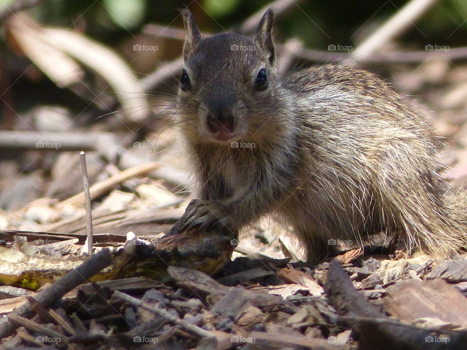 Squirrel checking you out