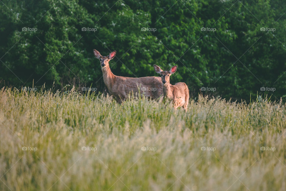 Deer in the meadow 